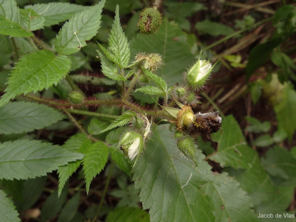 Rubus sumatranus Miq.